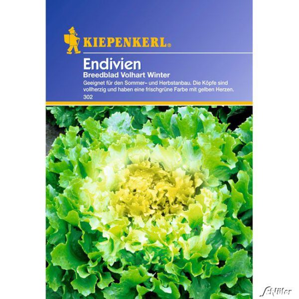 Endiviensalat 'Breedblad Vollhart Winter'