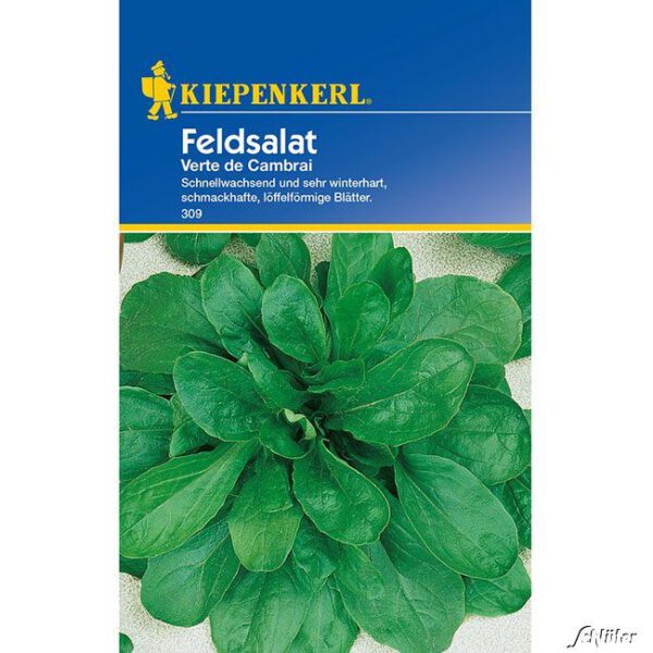 Feldsalat 'Verte de Cambrai'