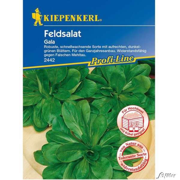 Feldsalat 'Gala'
