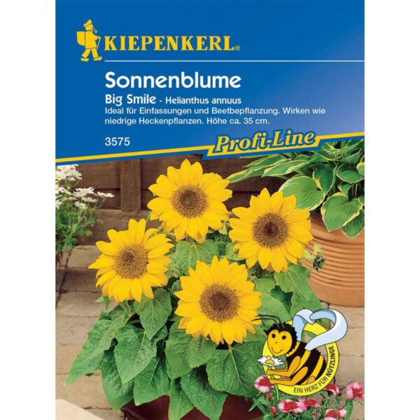 Zwerg-Sonnenblume 'Big Smile'
