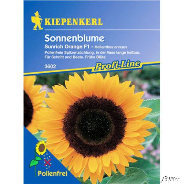 Sonnenblume 'Sunrich Orange'