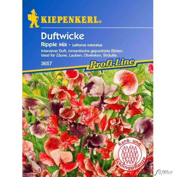 Duftwicken 'Ripple Mix' Lathyrus odoratus