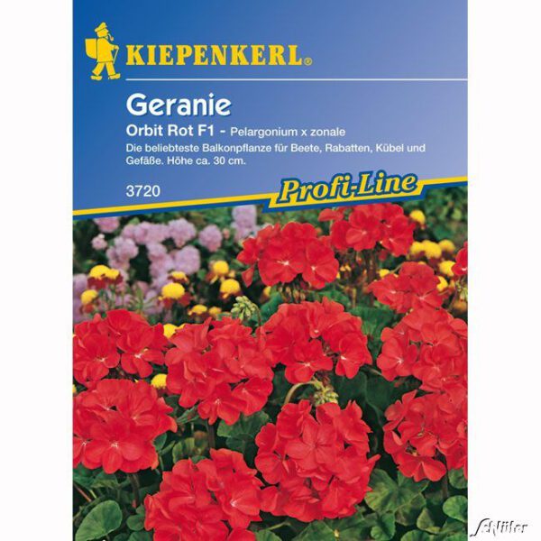 Geranie 'Orbit Rot'