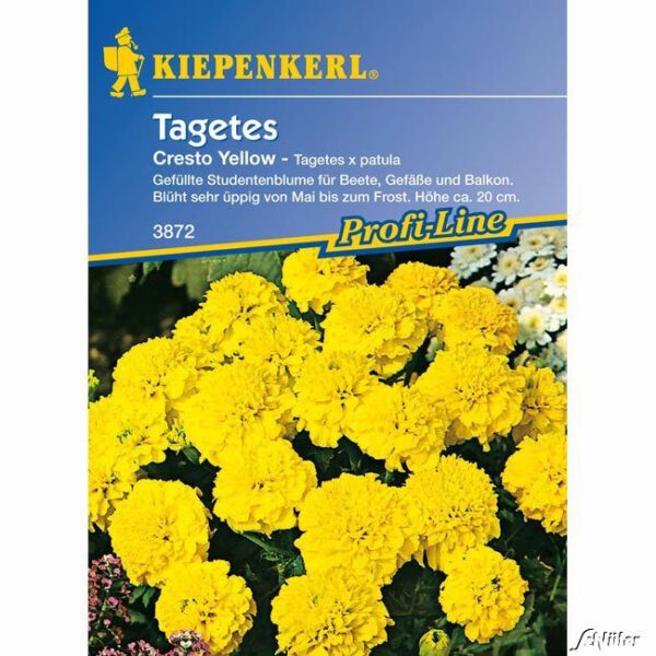 Tagetes 'Cresto Yellow'