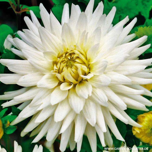 Kaktusdahlie 'My Love'