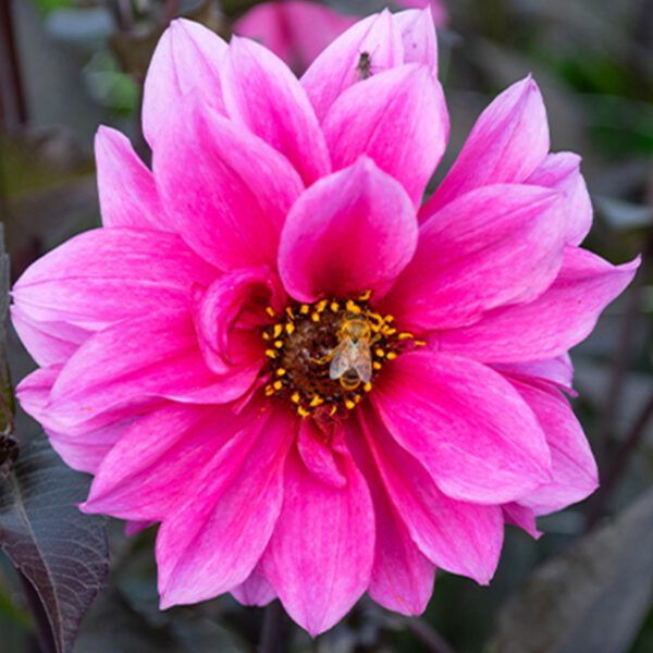 Dunkellaubige Dahlie 'Fascination'