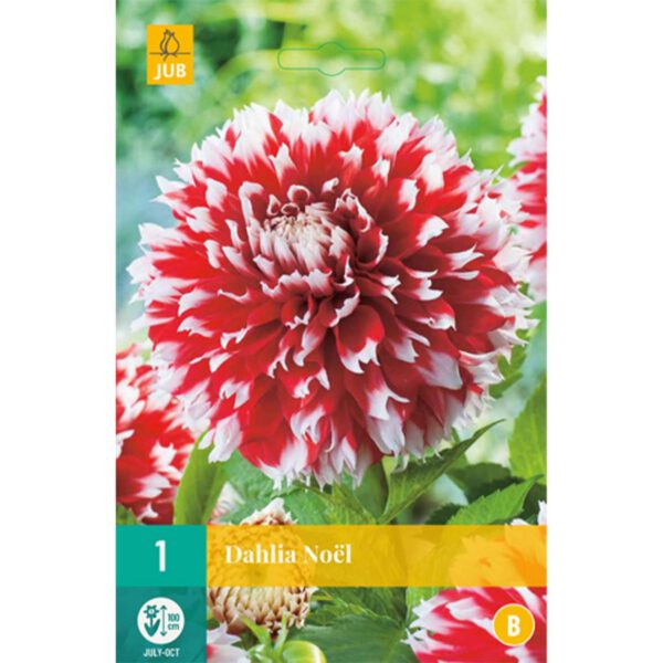 Großblumige Dahlie 'Noel'