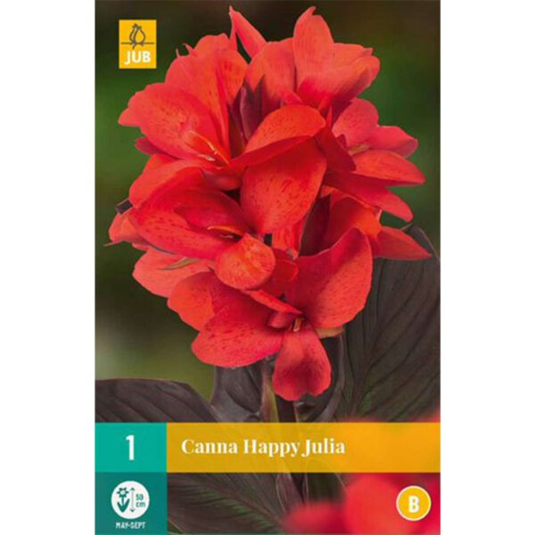 Zwerg-Canna 'Happy Julia - 1 Stück