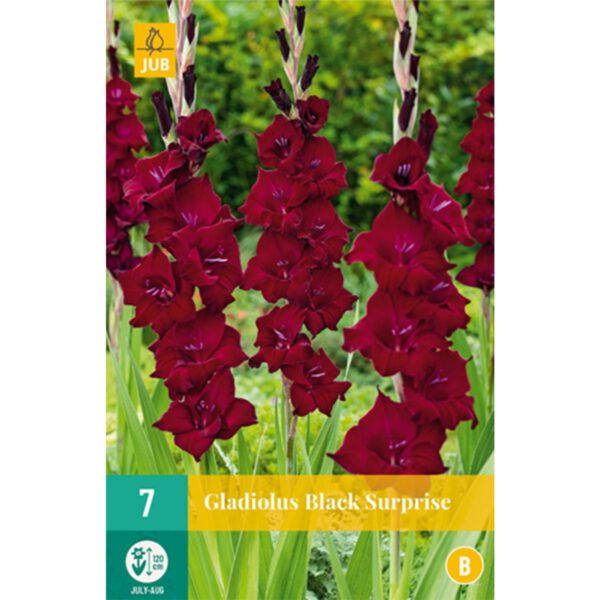 Gladiole 'Black Surprise'