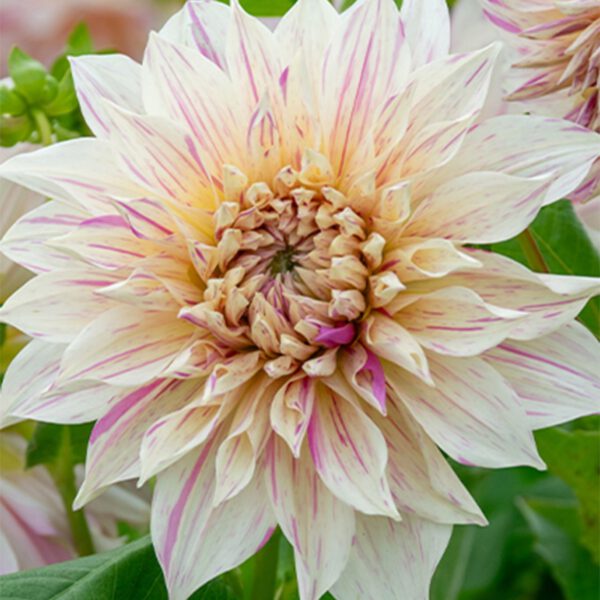 Großblumige Dahlie 'Café au Lait Twist'