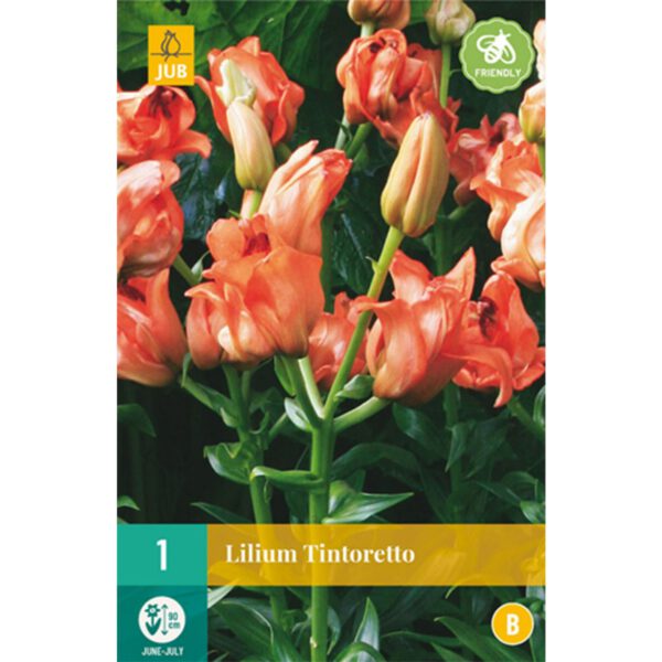 Lilie 'Tintoretto'