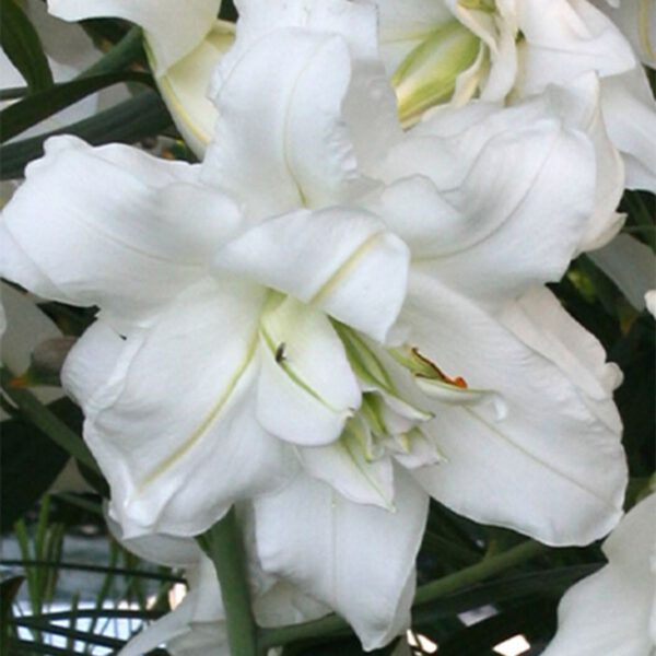 Lilie 'Lotus Ice'