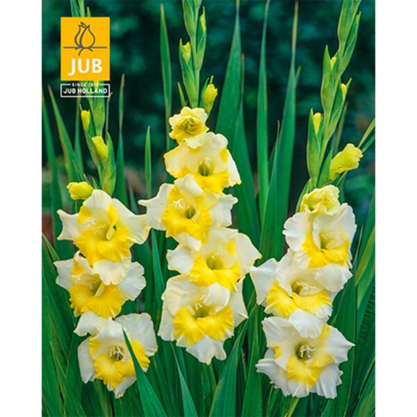 Gladiole 'Buggy'