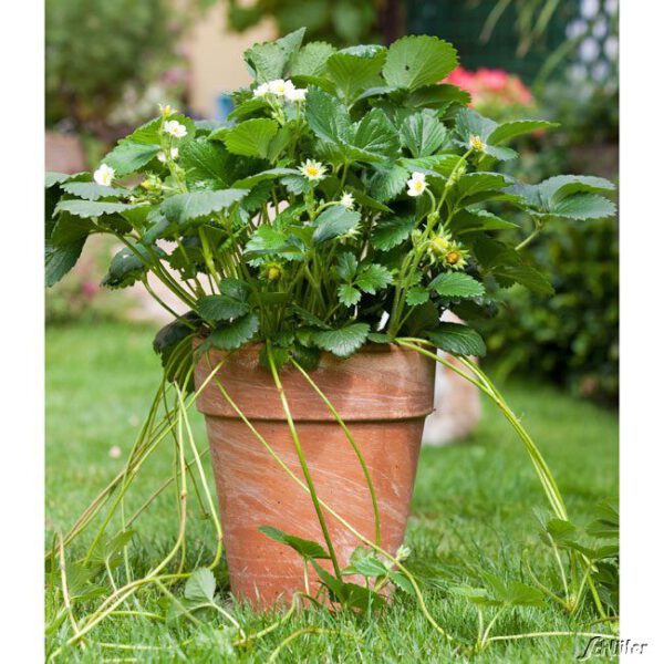 Erdbeere 'HUMMI®-Rimona'