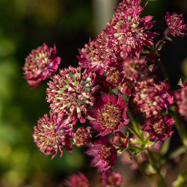 Sterndolde 'Moulin Rouge'