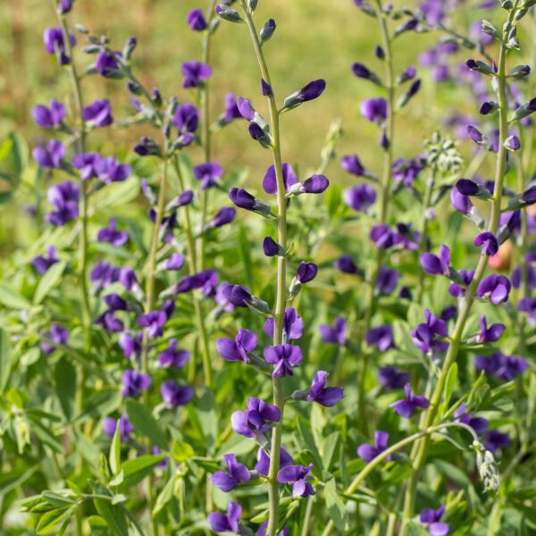Blaue Färberhülse -  Indigolupine