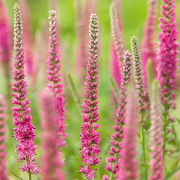 Ähriger Ehrenpreis 'Rosa'