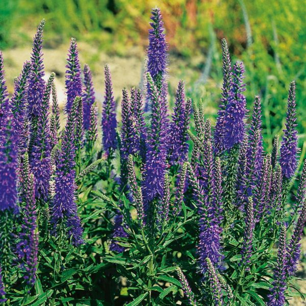 Ähriger Ehrenpreis 'Blau'
