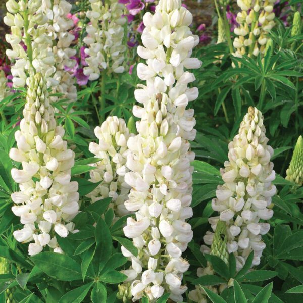 Gartenlupinen 'Weiß'- 3 Stück
