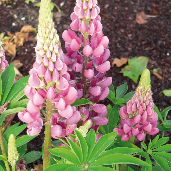 Gartenlupinen 'Rosa'- 3 Stück