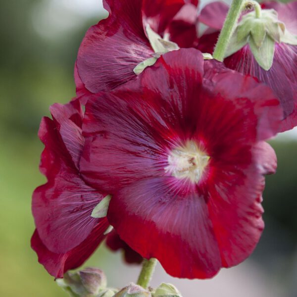 Rote Stockrose 'Mars Magic'