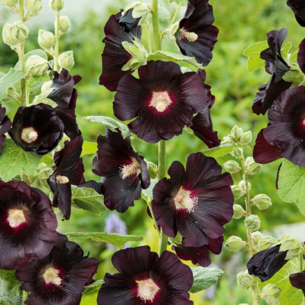 Schwarze Stockrose 'Blacknight'