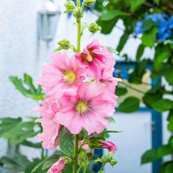 Rosa Stockrose 'Radiant Rose'