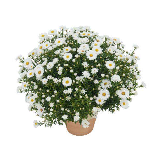 Zwergaster 'Albit'