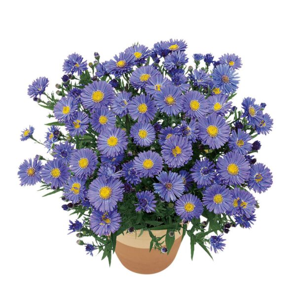 Kissen-Aster 'Sapphire'