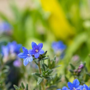 Scheinsteinsame 'Heavenly Blue'