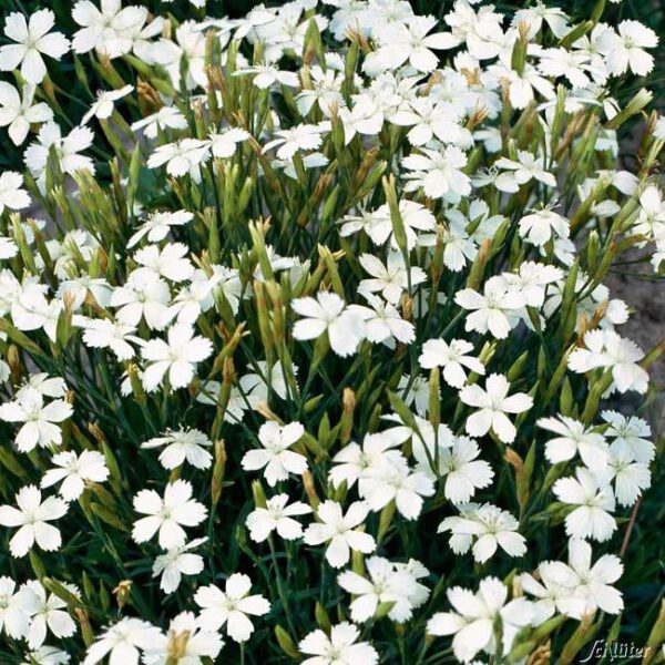 Schneeweiße Heidenelken - 1 Stück