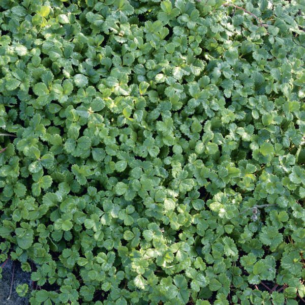 Teppich-Erdbeere 'Chaval'