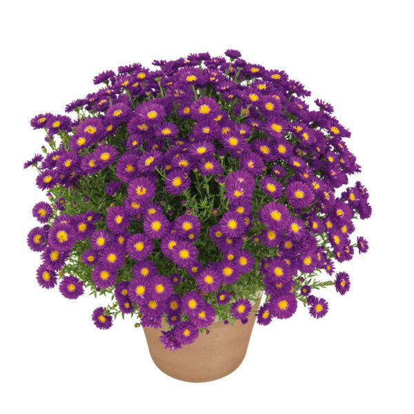 Kissen-Aster 'Turmalin®'