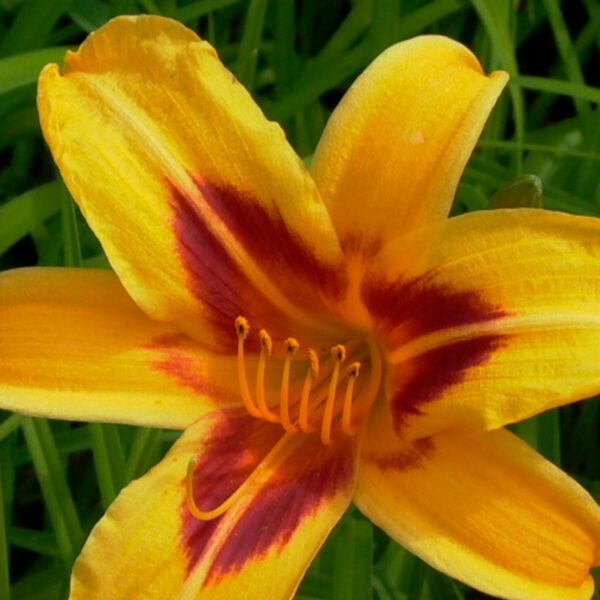 Taglilie 'Bonanza'