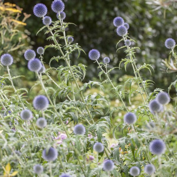 Kugeldistel