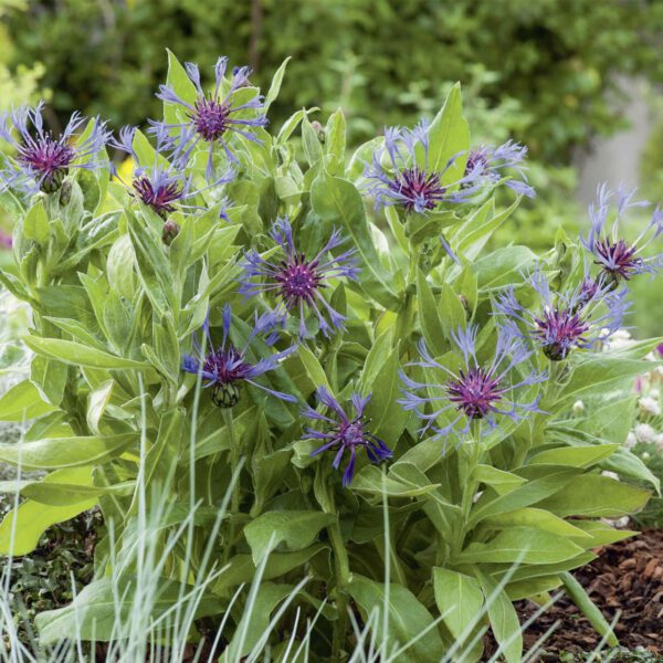 Berg-Flockenblume