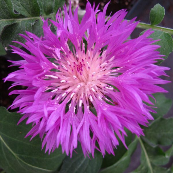 Flockenblume
