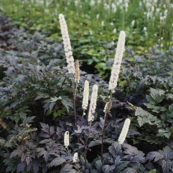 Dunkle Oktober-Silberkerze 'Brunette'