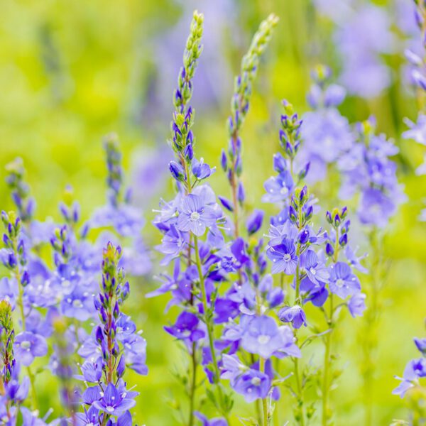 Großer Ehrenpreis 'Royal Blue'