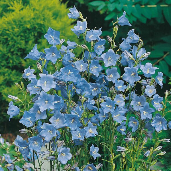 Blaue Glockenblume 'Takion Blue'