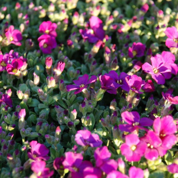 Blaukissen 'Rotkehlchen'