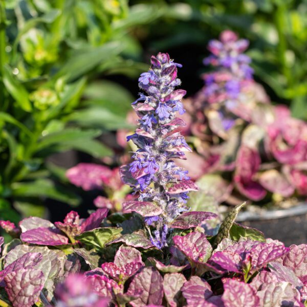 Kriechender Günsel 'Burgundy Glow'