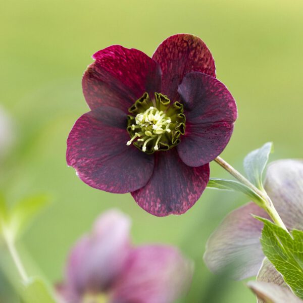 Rote Christrose/ Lenzrose 'Red Lady'