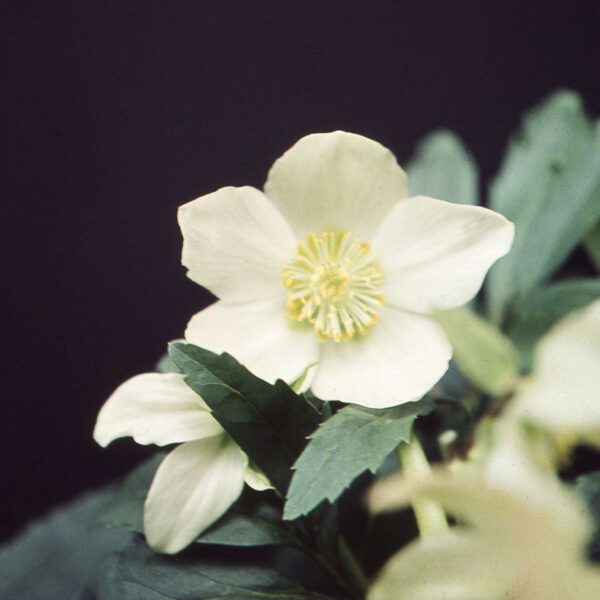 Echte Schnee-Christrose