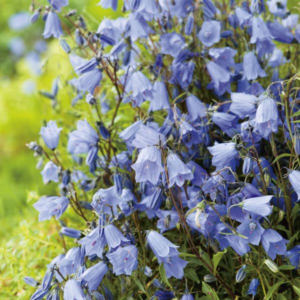 Zwerg-Glockenblume blau