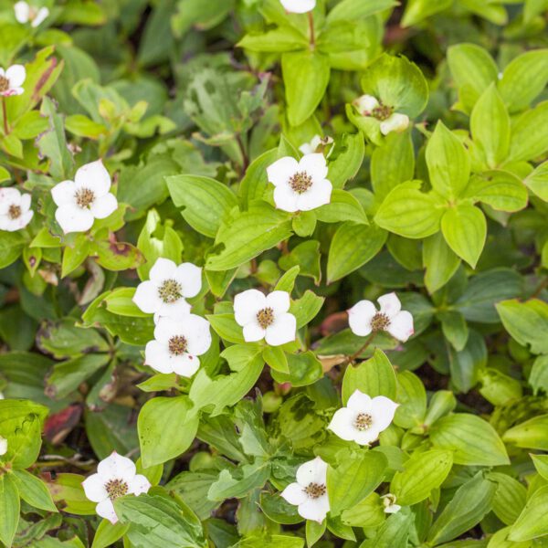 Teppich-Hartriegel