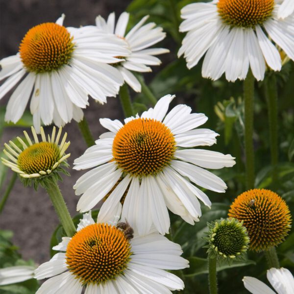 Prärie-Sonnenhut 'White Swan'