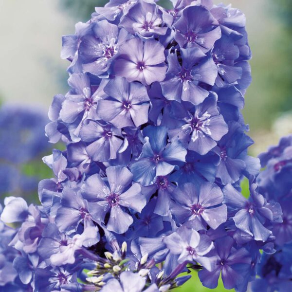 Edelphlox - Flammenblume 'Blue Paradise'