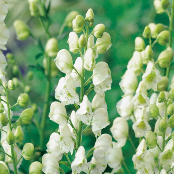 Eisenhut 'Schneewittchen'