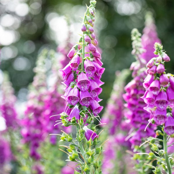 Heimischer Fingerhut - Digitalis purpurea
